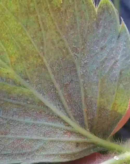 温室草莓红蜘蛛还在让你头疼吗?看看高手总结的解决之道