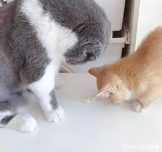 英短猫欺负新来的短腿橘猫,三个月后,局势发生了改变