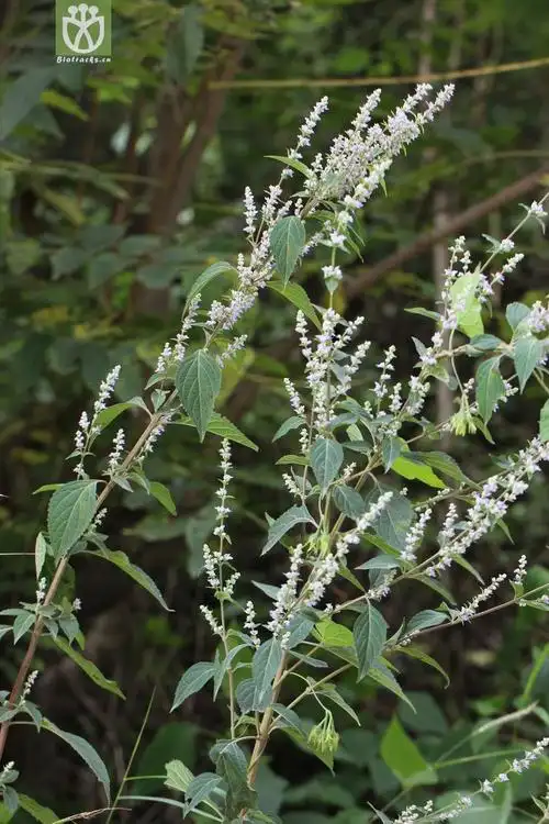 毛萼香茶菜(isodon eriocalyx) (5).jpg 相邻时间拍摄的照片      张