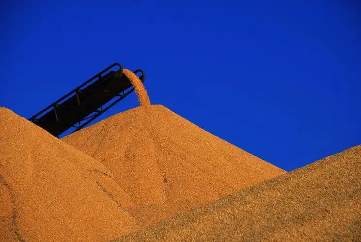 又到新粮入库时