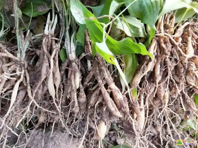 百部种苗图片红花百部百部苗价格