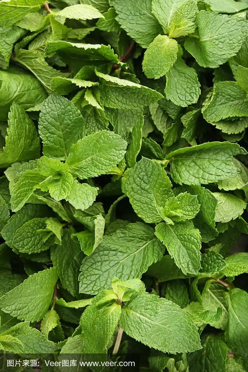 新鲜薄荷叶背景