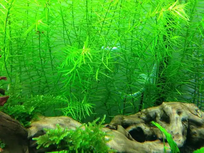 关于十字牛顿的种植问题