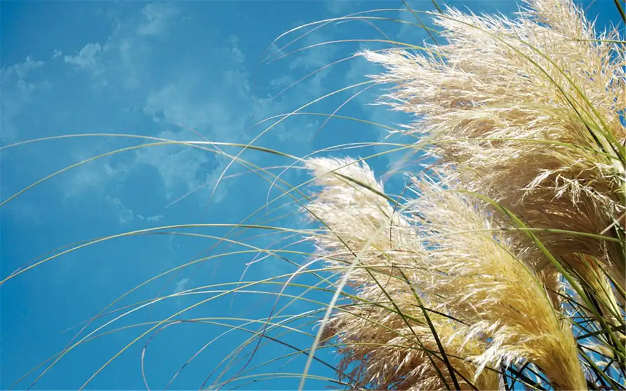 秋风萧瑟深秋唯美意境夕阳芦苇高清桌面壁纸(二)