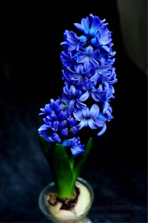 深蓝色风信子:因爱而有些忧郁!