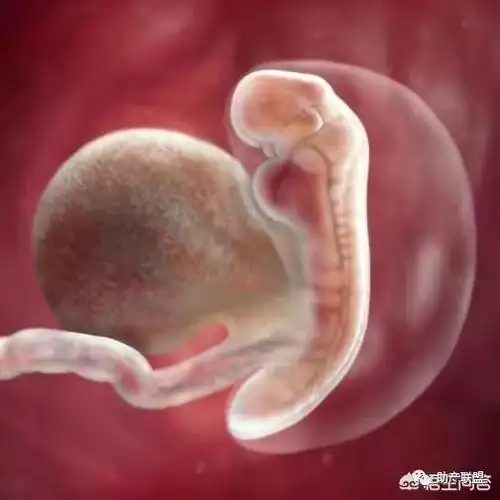 胎芽是什么样子(胎芽胎心是什么)