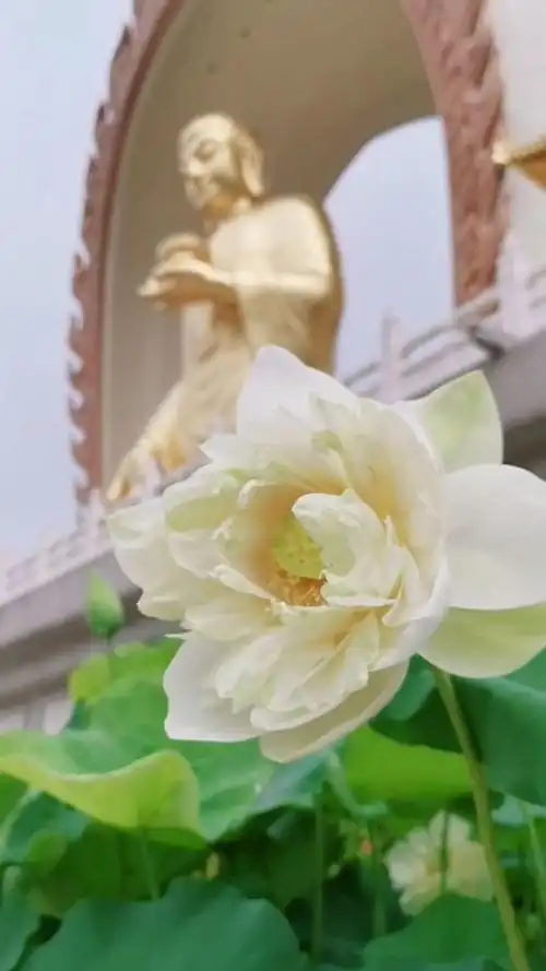 来生愿做一朵莲,静静盛开在佛前