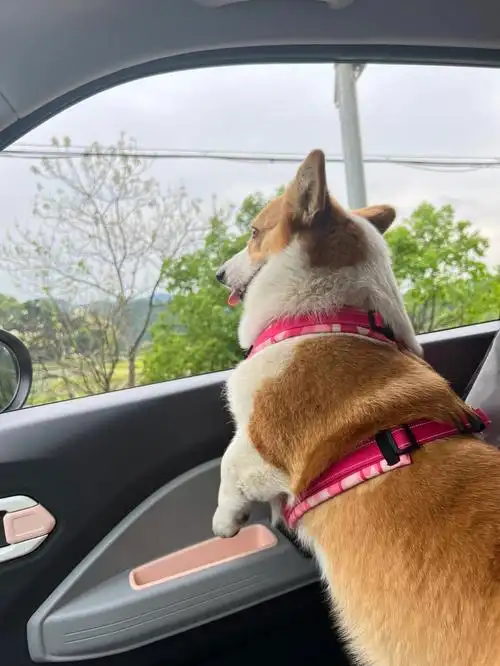 柯基是怎么证明自己腿短的