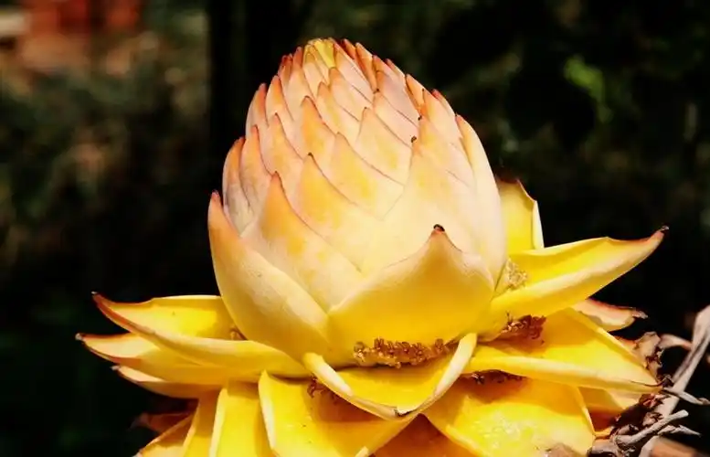 佛教圣花:地涌金莲