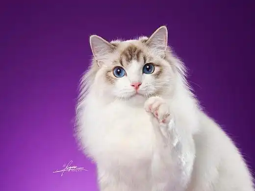 布偶猫amyworks,拍摄于上海