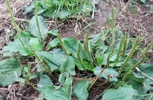 实际上,车前草全身是宝,茎叶成熟后药用,全株采摘,以春末夏初为最好