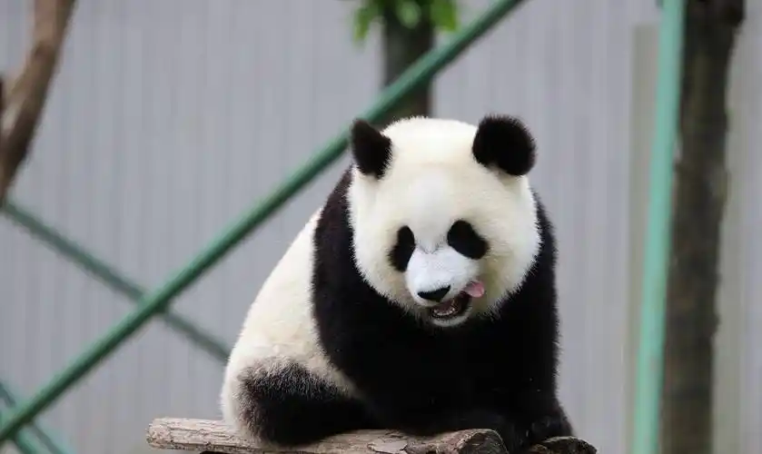 大熊猫租借,赠送给17个国家,为何印度申请租借,却屡次被拒_动物园