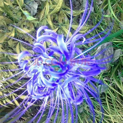 蓝色彼岸花图片