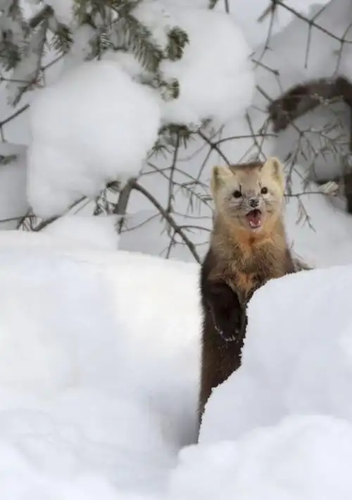 长白山发现国家一级保护动物-紫貂