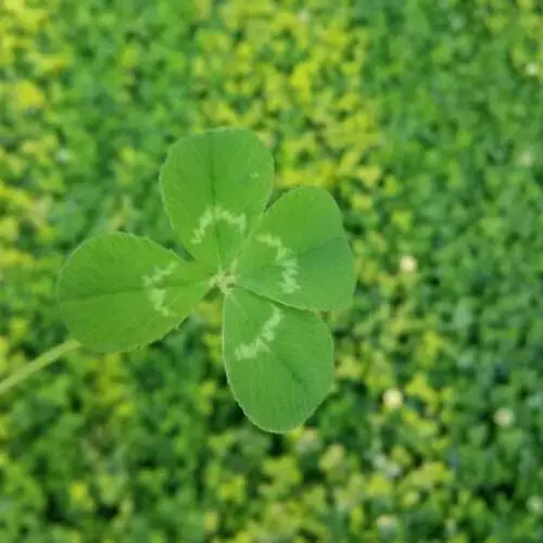 唯美四叶草清新绿色_幸运草头像图片_扣扣居