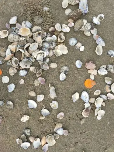 海滩上一堆堆的贝壳,如何分类与命名?