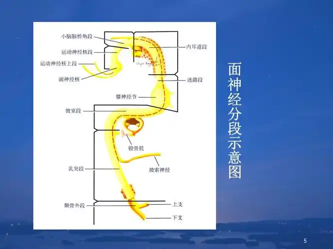 面神经解剖ppt参考课件ppt