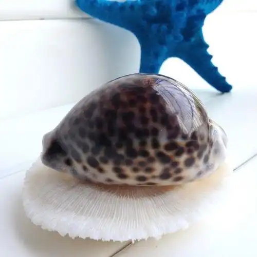 海贝海 虎斑贝/虎斑宝螺 越南贝壳工艺品/海螺珊瑚收藏 商城正品-t