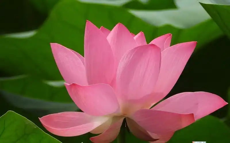 2021年8月11日圆明园赏荷