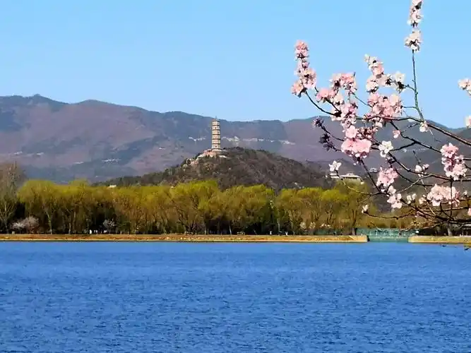 到颐和园西堤观赏桃花美景