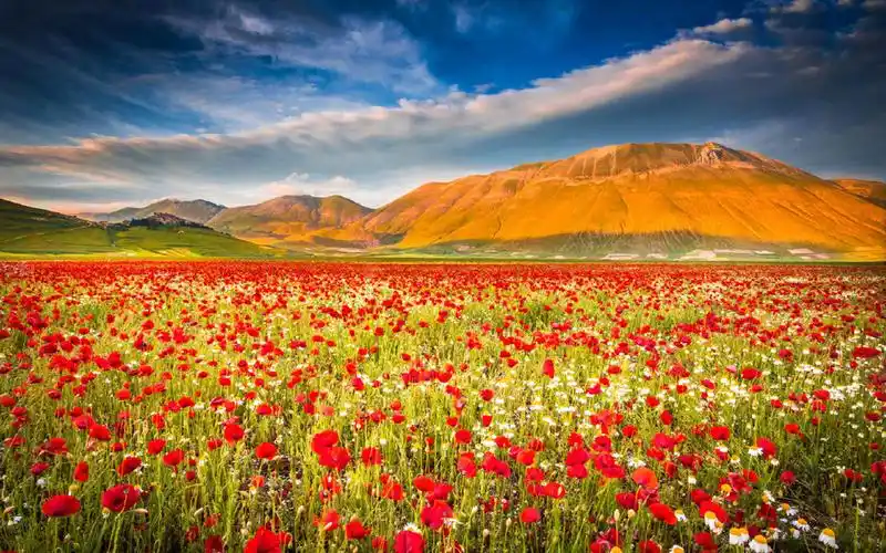 唯美护眼花海风景图片电脑壁纸