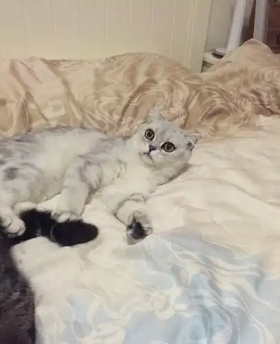 英短渐层美短三花,价格优惠