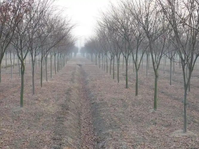 建筑旁作庭荫树;与常绿树种混植作风景林;列植人行道,公路旁作行道树