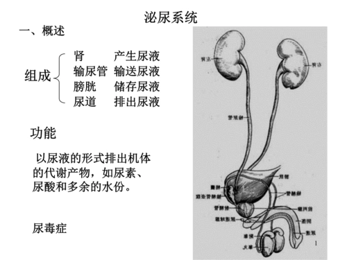 泌尿系统(new)分析.ppt
