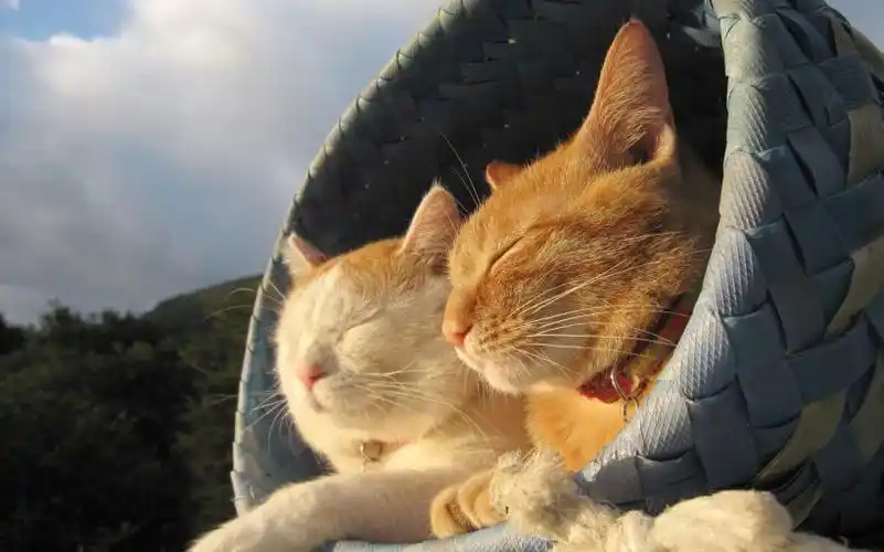 睡梦中的可爱小猫图片 - 第6张