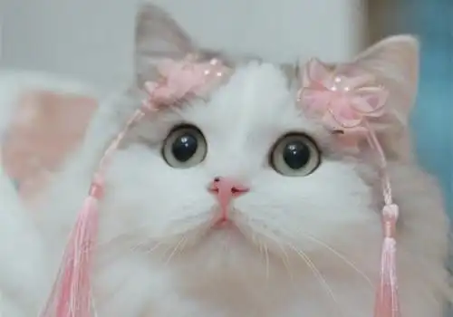 漂亮呆萌猫咪图片_郭斯特家的小萌猫_可爱图片_精品库