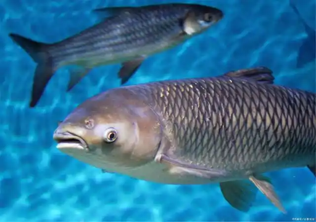 尝尝陇东小厨罗富强做的干烧黄河大鲤鱼