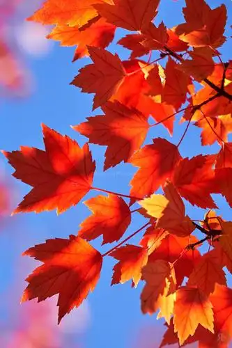 加拿大:温哥华的枫叶