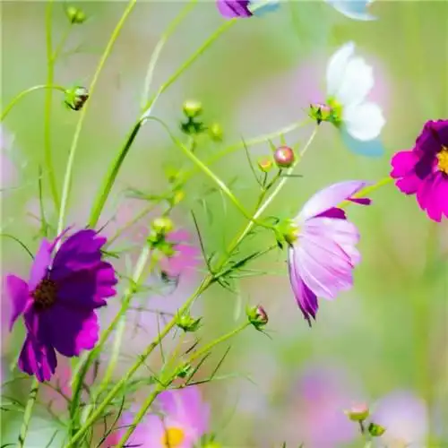 最美格桑花头像图片大全 适合做微信头像的格桑花图片_植物头像_头像