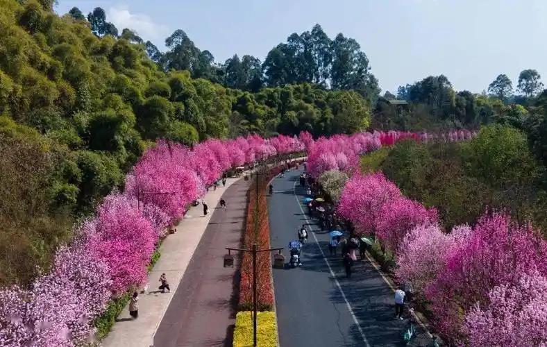 上新上新乐山超全赏桃花地图来了周末去刚刚好