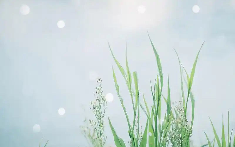 小清新唯美高清图片电脑桌面壁纸