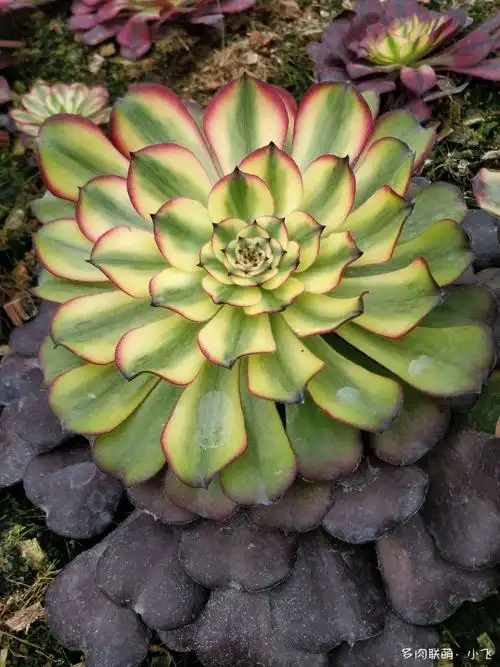 法师新品美娅法师培育记