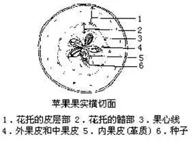 在果实的形成过程中,苹果的果肉大部分是由下列哪一部分发育而成的( )