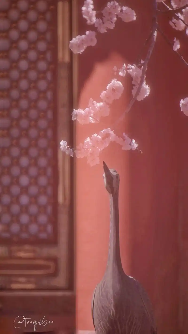 故宫春日壁纸大赏 一场春风 , 让故 - 抖音
