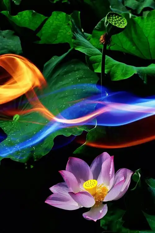 梦幻莲花后期习作