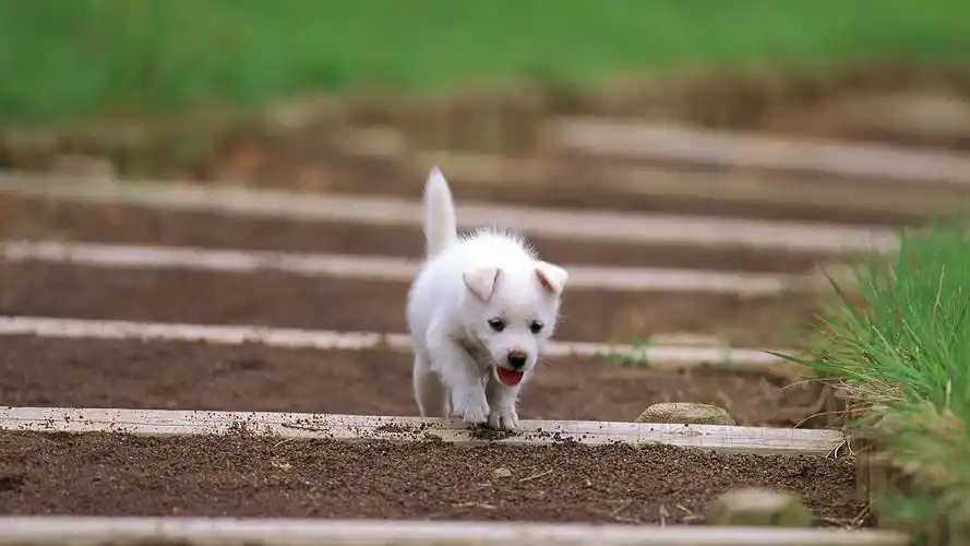 超萌的可爱狗狗汪星人图片桌面壁纸高清