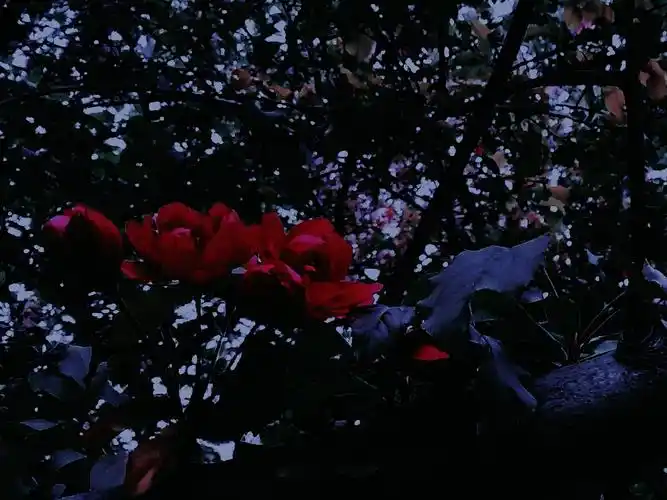 夜晚的花低调的美