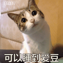 17年目标可以睡到爱豆喵星人卖萌gif动图_动态图_表情包下载_soogif