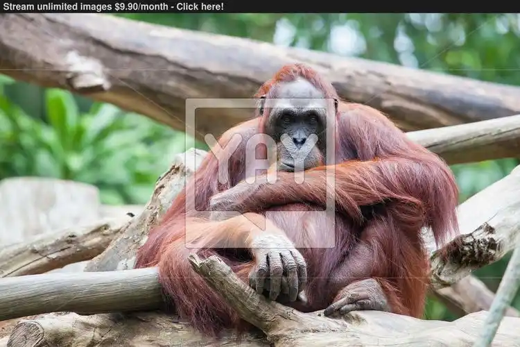 sumatran orang utan