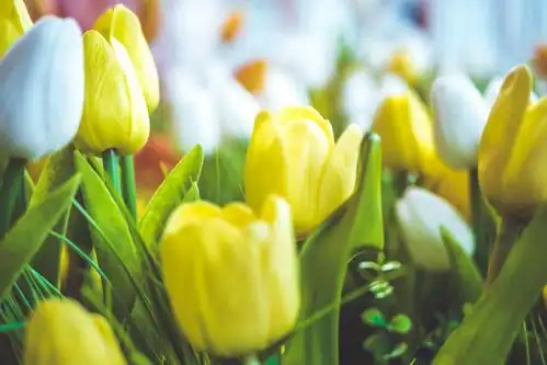 鲜艳迷人的郁金香近拍图,鲜花-回车桌面