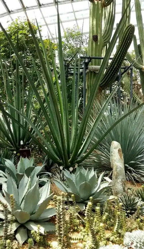 标题:巨型多肉植物