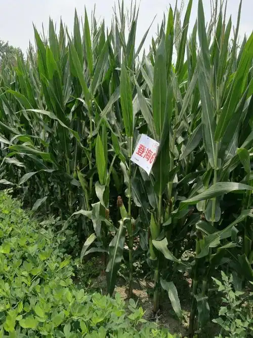 这是看町张力杭的春播玉米.