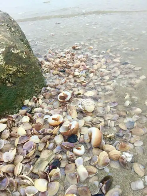 幸福时光----海边拾贝