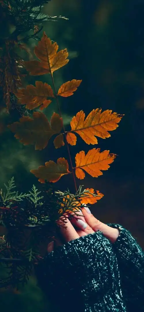 全面屏壁纸高清秋天唯美意境图