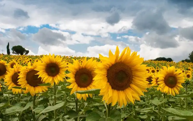 唯美向日葵高清图片电脑壁纸