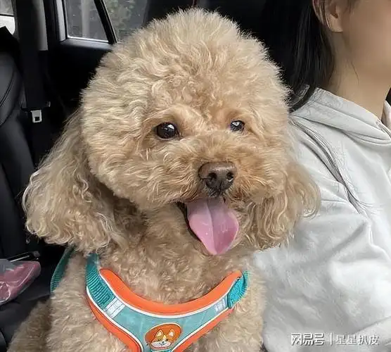 养泰迪,要保持这"6个习惯",它会更长命!|狗狗|狗粮|零食|宠物|犬科|小